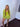 Run Lime green jacket & short set